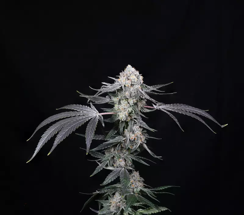 High Society, Фасовка: 5, изображение 2